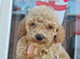 Beautiful cavapoochon puppies