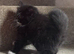 Ragdoll xbritish blue kittens