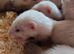 Sandy ferrets ready in a few weeks