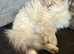 Pedigree hypoallergenic Siberian Kittens READY TOMORROW