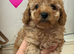 4 Outstanding Miniature Poodles Available