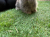 Angora doe