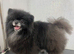 Adult Pom for rehoming