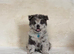 Outstanding exotic colour chow chow puppies for sale