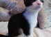 Black/white fluffy tortoise shell male kitten