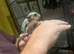 2 baby sugargliders m and f