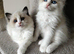 Purebred ragdoll kittens