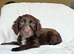 Wonderful cocker spaniel puppies