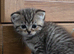 Scottish fold/Scottish straight kittens availible. Father is Tica registered