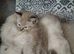 24 hours left for this price and there going back upck up don't loose yourself a gorgeous kitty