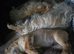 2 little boys