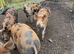 Berkshire Tamworth cross pigs