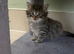 Kittens for sale