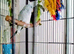 Sierra Parrot and Parrotlet Pair With Cage