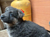 German shepherd puppies