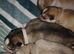 Exceptional siberian husky puppies