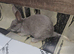 Pure grey bunnie rabbit