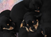 Schnauzer x Daschund F1 Schnoxies puppies