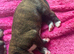 Stunning Kc Boxers Bobtails And Tails