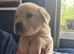 Goldador pups