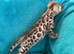 Stunning Bengal boys