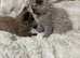 Two beautiful ragdolls