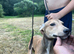 Lurcher pups