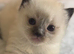 2 beautiful ragdoll boys reduced 450