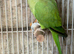 Male Indian ringneck