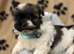 Beautiful Kc Reg’d Havanese Puppies Boys and Hirls