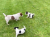 Traditional Pure Bred Jack Russell Puppies