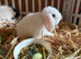 Female mini lops