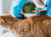 Microchip servives