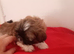 Shih tzu boy