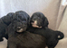 Beautiful cockapoo  Puppies 2 boys available
