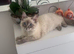 7 month old ragdoll
