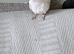 Hand reared, hand tame DNA’d baby cockatiels