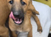 Belgian malinois puppies