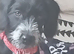 Female cockerpoo