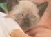 Beautiful Siamese kittens ready for a loving home these kittens are mixed with blue point and Oriental Siamese mum and Dad can be seen as there our fa