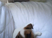 Jack Russell puppies