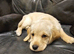 9 beagador/miniature poodle puppies