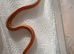 2025 pair of rosy boas