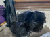 1 male Shih tzu puppies left for sale,