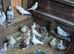 25Mix Pigeons and raising