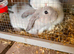 2 lovely white and a silver/grey both girls lion heads
