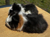 Pair of bonded boy babies