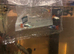 Guppies