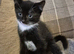 Kittens for sale