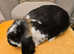 French Lop Boys